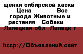 щенки сибирской хаски  › Цена ­ 10 000 - Все города Животные и растения » Собаки   . Липецкая обл.,Липецк г.